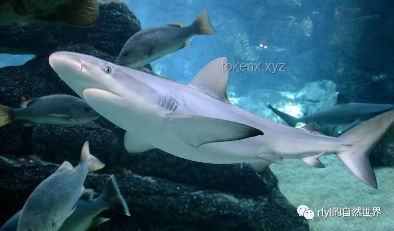 我的小鲨鱼：宠物水族业的新成员与挑战，萌宠经济下的蓝海探索